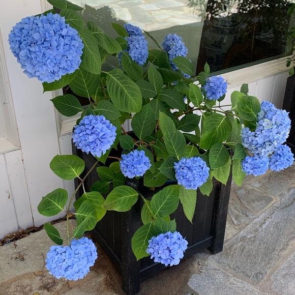 Meet your Posher, Paul - Picture 1 of 1